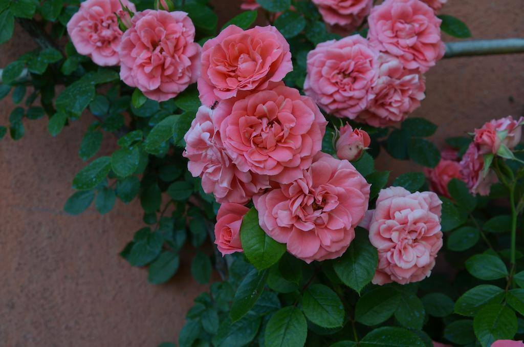 Agriturismo Al Podere Di Rosa Lucca Bagian luar foto